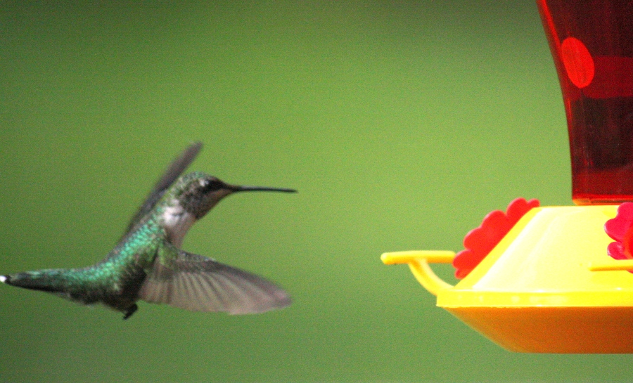 Picture of a Humming Bird